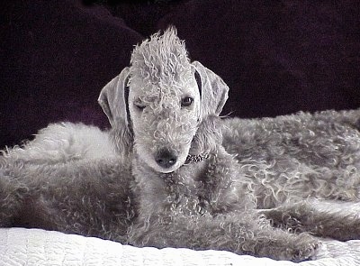 Grey Bedlington Terrier dog