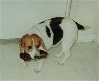 Penny the Beagle standing on a white tiled floor with an unidentified object in her mouth