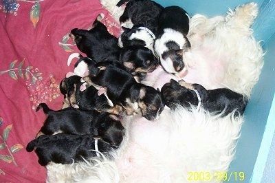 A litter of Bichon Yorkie puppies feeding from their mother on a blanket in a whelping box