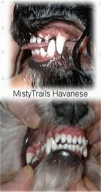 Top Photo - Close up - The teeth of a dog with its tongue coming out. Bottom Photo - Close up front view - The teeth of a dog. In both pictures the dog's top teeth meet evenly with the bottom teeth.
