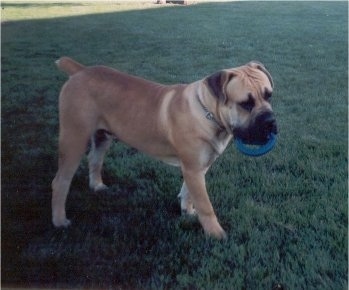 Jabari the Boerboel standing in grass with a blue ring toy in his mouth