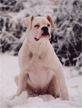 Simbe the Boxer sitting outside in snow