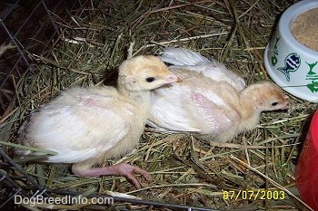 Two yellow baby turkeys sitting in hay in front of a white feed bowl