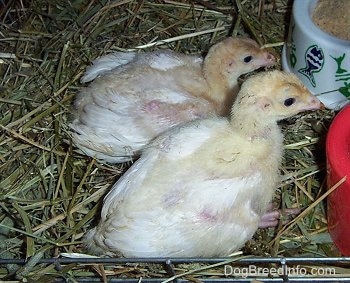 Close Up - Two yellow baby turkeys sitting in hay in front of a white bowl with feed and a red water dish