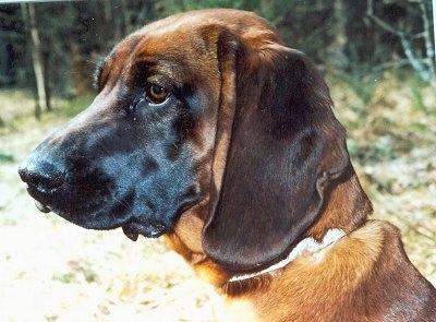Close Up - Bavarian Mountain Scent Hound face