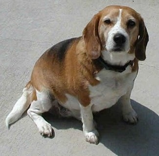 Grace the Beagle sitting outside on concrete