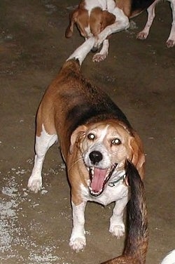 Grace the Beagle standing looking happy with her mouth open with other dogs around her