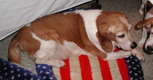 Rusty the Beagle laying on an American flag dog bed