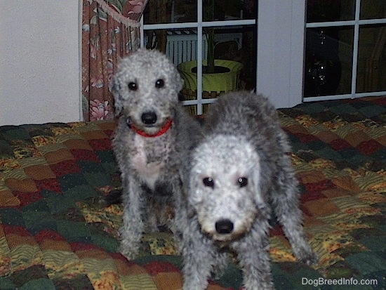 Twiggy and Brenin the Bedlington Terriers standing and sitting on a bed in front of a window