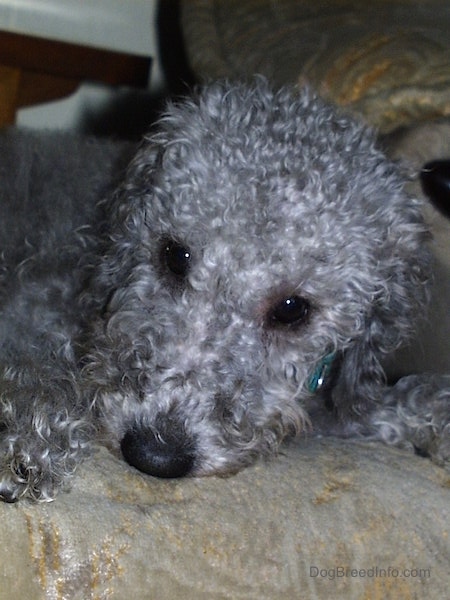 Head and upper body shot - A curly-coated, grey Bedlington Terrier dog is laying down on top of a tan couch.