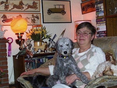 Brenin the Bedlington Terrier puppy sitting in the lap of Nora, his owner in a living room