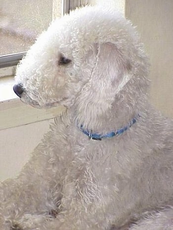 White Bedlington Terrier dog