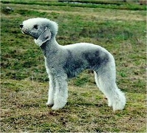 Bedlington Terrier dog looks like a sheep