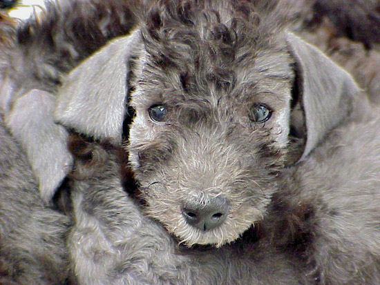 Bedlington Terrier dog sitting