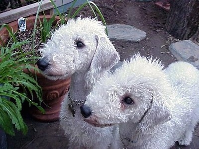 2 White Bedlington Terrier dog