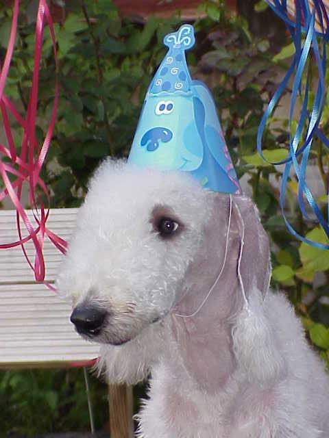 Bedlington Terrier dog's Birthday party