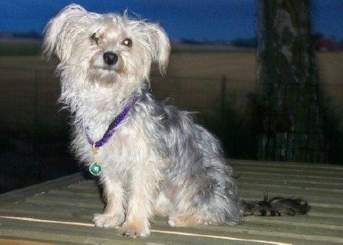 Kajsa-Pajsa the Bichon Yorkie sitting outside on a wooden table