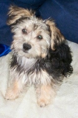 yorkshire terrier cross bichon frise