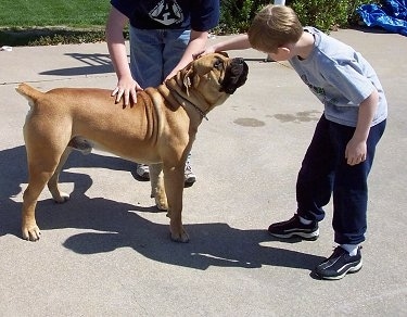 Jabari the Boerboel looking at a boy that is petting him