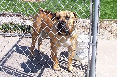 Jabari the Boerboel standing in an outside chain link dog kennel