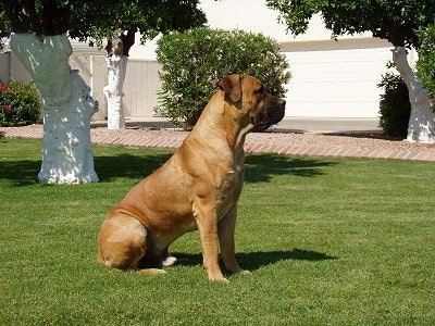 Boerboel Growth Chart