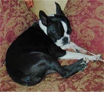 Close Up - PJ the Boston Terrier sleeping on a bed