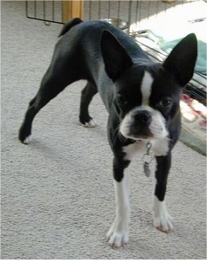 PJ the Boston Terrier standing on a carpet in front of a dog crate