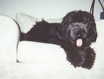 Baka the Briard laying on a white couch with its mouth open and tongue out