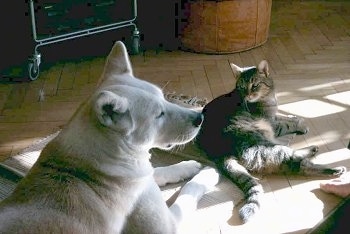 Akemi the white Akita is laying on a white rug with Ivo the gray tiger cat. The cat is looking back at the dog and the dog is looking out the window