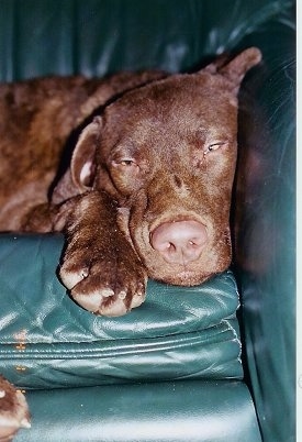 Close Up - Beau the Chesapeake Bay Retriever is sleepily laying on a green leather couch