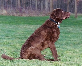 Beau the Chesapeake Bay Retriever is sitting outside in grass with a bunch of trees behind him