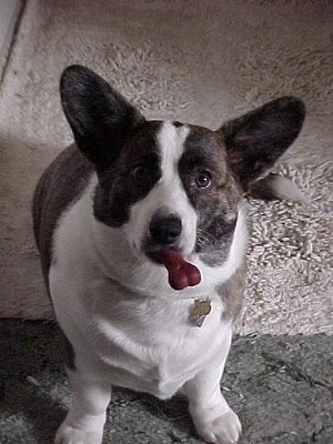 Bailey the Cardigan Welsh Corgi puppy is sitting on a rug and looking up with a red dog bone in its mouth