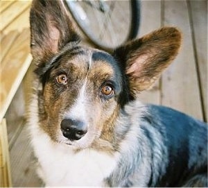 Cardigan Welsh Corgi dog breed