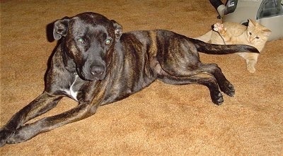 Pepper the brown brindle Pit Bull/Lab mix is looking at the camera holder and laying on a carpet with Fungi the orange cat in the background who is swatting at the dog's tail