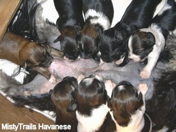 Eight Havanese puppies are drinking the milk out of an upside down dam
