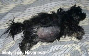 how can i tell if my schnauzer is pregnant