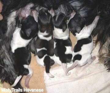 Four black and white Havanese puppies are drinking milk out of their mother
