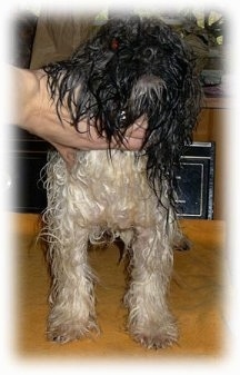 The front end of a wet black and white dog that is standing on a table, it is looking up and to the right.
