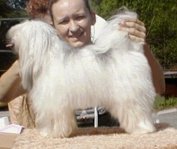 Budy Poarott the white fluffy Chinese Crested Powderpuff is being posed by a lady on a table