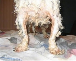 Close up - The wet front of a white dog that is standing on a blanket and it is looking forward. The dog's legs are bent inward.