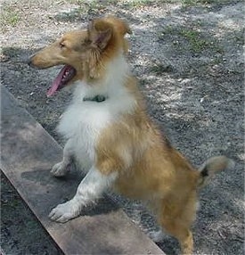 Manny the tan and white Collie puppy is jumped up with his front paws on a wall in a park. His mouth is open and his tongue is hanging out