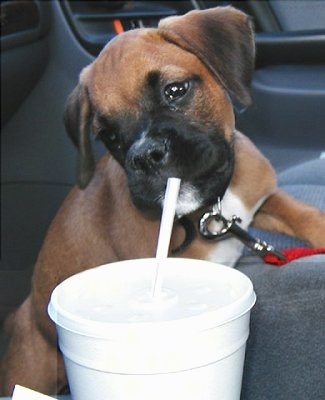 A fawn Boxer puppy is sitting on the floor of a vehicle with its mouth on top of a styrofoam cup appearing to drink from a straw