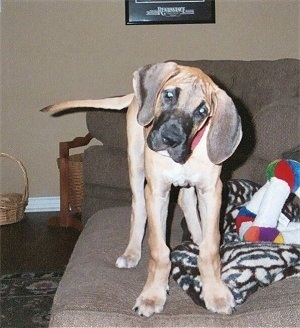 A tan with black Great Dane puppy is standing on an tan ottoman that has toys on it with its head tilted to the right.