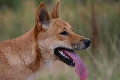 Close Up head shot - Lindy the Dingo is outside in a field with its mouth open and tongue out