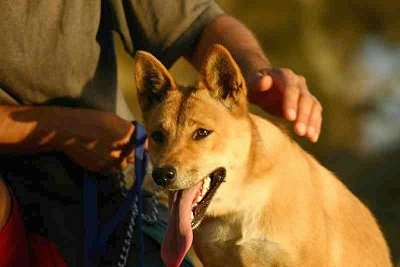 Close Up - Lindy the Dingo is sitting outside next to a person getting ready to pet her. Lindys mouth is open and tongue is out