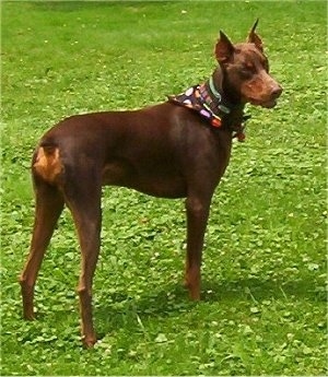 Boomer the red adn tan Doberman Pinscher is wearing a black bandana with polka dots all over it looking off to the side.