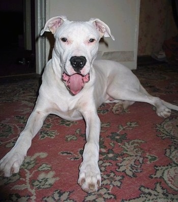 Modis Bubba el Cora the Dogo Argentino is laying in a house on top of a red oriental rug. He is in the middle of a yawn
