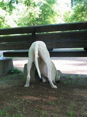 Modis Bubba el Cora the Dogo Argentino is digging a hole under a bench on the side of a road