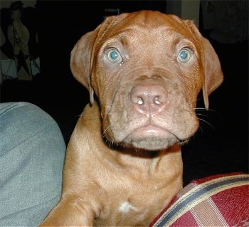 Close Up - Caesar the Dogue de Bordeaux Puppy is sitting in front of a couch. One of its paws are on the person on the couch and the dog has a serious look on its face that looks cute.