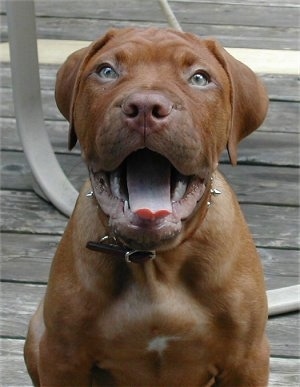 Caesar the Dogue de Bordeaux Puppy is sitting on a wooden deck in front of a chair. Caesars mouth is open and tongue is out and he looks hot